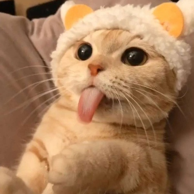 最新猫咪小狗高清头像合集 看一眼就融化的超可爱萌宠微信头像