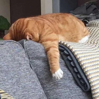 最新猫咪小狗高清头像合集 看一眼就融化的超可爱萌宠微信头像