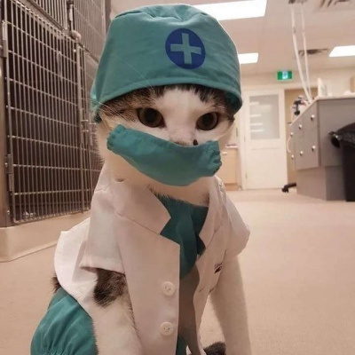 最新猫咪小狗高清头像合集 看一眼就融化的超可爱萌宠微信头像