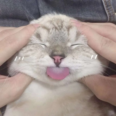 最新猫咪小狗高清头像合集 看一眼就融化的超可爱萌宠微信头像