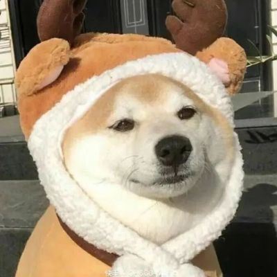网上很火的治愈萌宠微信头像 超可爱的卡哇伊秋田犬狗狗头像