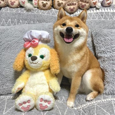 网上很火的治愈萌宠微信头像 超可爱的卡哇伊秋田犬狗狗头像