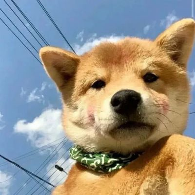 网上很火的治愈萌宠微信头像 超可爱的卡哇伊秋田犬狗狗头像