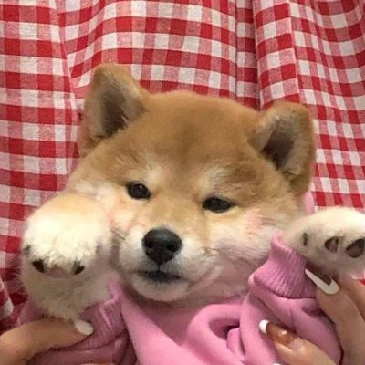 网上很火的治愈萌宠微信头像 超可爱的卡哇伊秋田犬狗狗头像