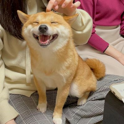 网上很火的治愈萌宠微信头像 超可爱的卡哇伊秋田犬狗狗头像