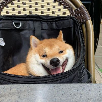 网上很火的治愈萌宠微信头像 超可爱的卡哇伊秋田犬狗狗头像