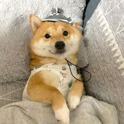 网上很火的治愈萌宠微信头像 超可爱的卡哇伊秋田犬狗狗头像