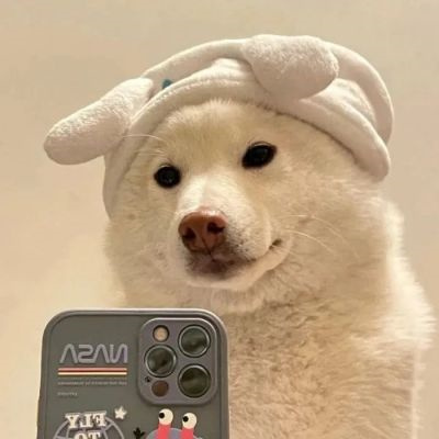 网上很火的治愈萌宠微信头像 超可爱的卡哇伊秋田犬狗狗头像