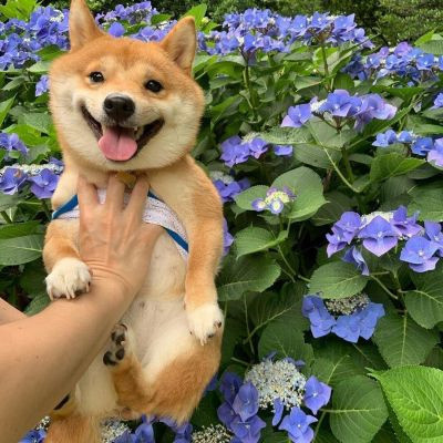 网上很火的治愈萌宠微信头像 超可爱的卡哇伊秋田犬狗狗头像