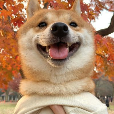 网上很火的治愈萌宠微信头像 超可爱的卡哇伊秋田犬狗狗头像