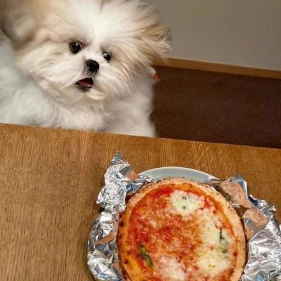 网上很火的治愈萌宠微信头像 超可爱的卡哇伊秋田犬狗狗头像