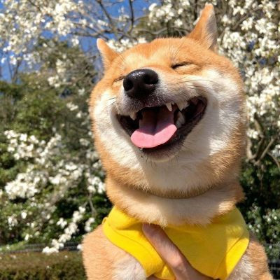 网上很火的治愈萌宠微信头像 超可爱的卡哇伊秋田犬狗狗头像