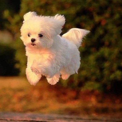 网上很火的治愈萌宠微信头像 超可爱的卡哇伊秋田犬狗狗头像
