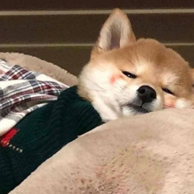 网上很火的治愈萌宠微信头像 超可爱的卡哇伊秋田犬狗狗头像