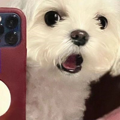网上很火的治愈萌宠微信头像 超可爱的卡哇伊秋田犬狗狗头像