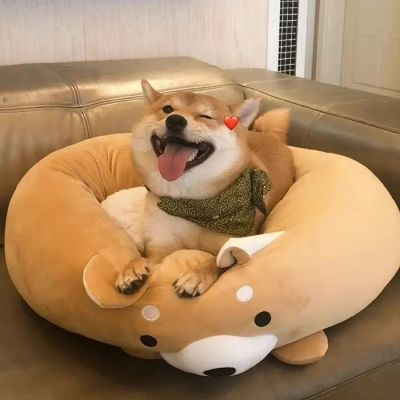 网上很火的治愈萌宠微信头像 超可爱的卡哇伊秋田犬狗狗头像