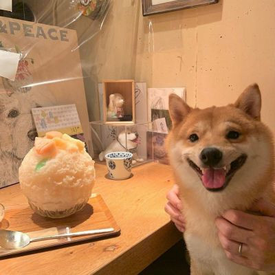 网上很火的治愈萌宠微信头像 超可爱的卡哇伊秋田犬狗狗头像