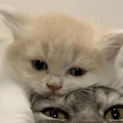 不易撞的萌宠情侣头像 可爱到爆的高质量猫狗宠物情头一左一右