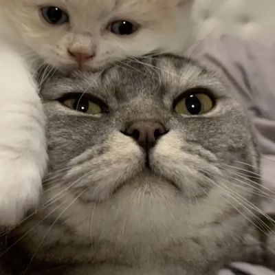 不易撞的萌宠情侣头像 可爱到爆的高质量猫狗宠物情头一左一右