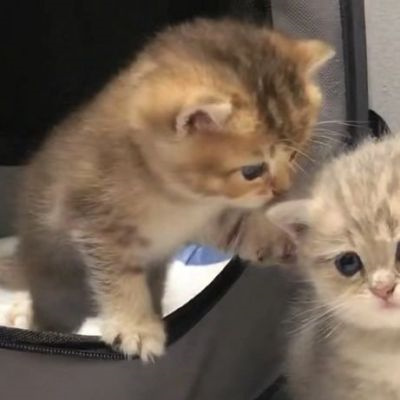 不易撞的萌宠情侣头像 可爱到爆的高质量猫狗宠物情头一左一右