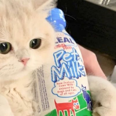 不易撞的萌宠情侣头像 可爱到爆的高质量猫狗宠物情头一左一右