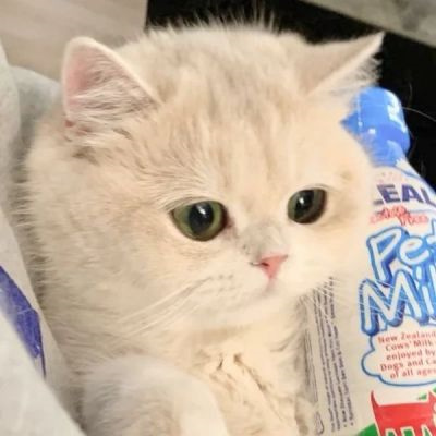 不易撞的萌宠情侣头像 可爱到爆的高质量猫狗宠物情头一左一右