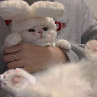 不易撞的萌宠情侣头像 可爱到爆的高质量猫狗宠物情头一左一右