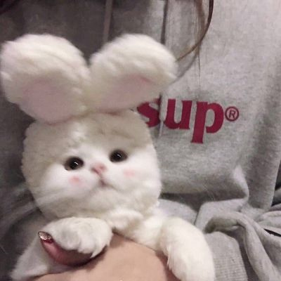 不易撞的萌宠情侣头像 可爱到爆的高质量猫狗宠物情头一左一右