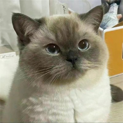 超萌搞笑萌宠情头高清图片大全 搞怪吸睛的猫咪情侣头像一人一张