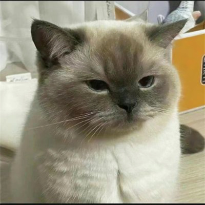 超萌搞笑萌宠情头高清图片大全 搞怪吸睛的猫咪情侣头像一人一张