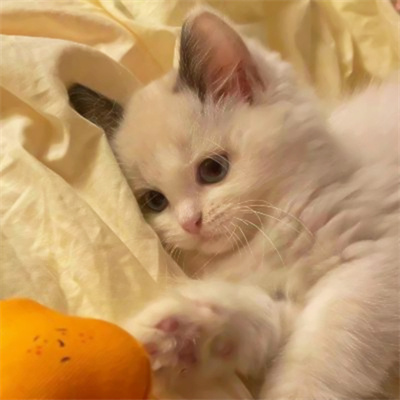 超萌搞笑萌宠情头高清图片大全 搞怪吸睛的猫咪情侣头像一人一张