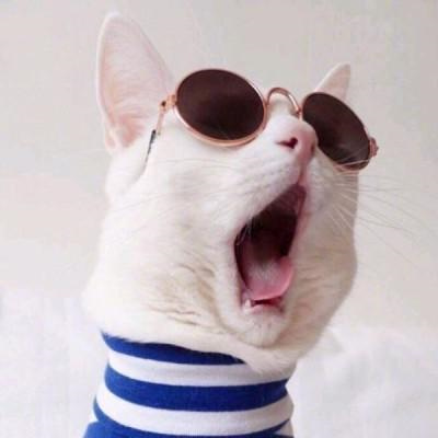 超萌搞笑萌宠情头高清图片大全 搞怪吸睛的猫咪情侣头像一人一张