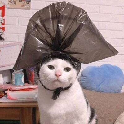 超萌搞笑萌宠情头高清图片大全 搞怪吸睛的猫咪情侣头像一人一张