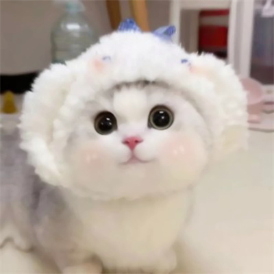 超萌搞笑萌宠情头高清图片大全 搞怪吸睛的猫咪情侣头像一人一张