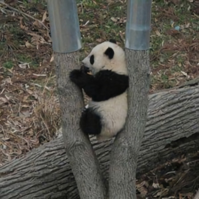 各种姿态的蠢萌搞笑熊猫微信头像 可爱呆萌的熊猫头像图片大全