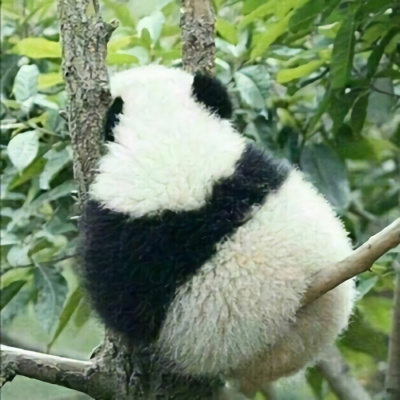 各种姿态的蠢萌搞笑熊猫微信头像 可爱呆萌的熊猫头像图片大全