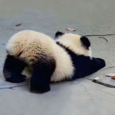 各种姿态的蠢萌搞笑熊猫微信头像 可爱呆萌的熊猫头像图片大全