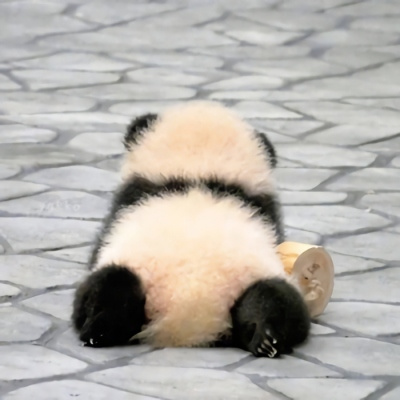 各种姿态的蠢萌搞笑熊猫微信头像 可爱呆萌的熊猫头像图片大全