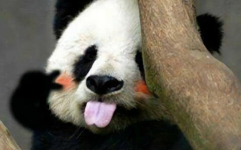 各种姿态的蠢萌搞笑熊猫微信头像 可爱呆萌的熊猫头像图片大全
