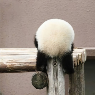 各种姿态的蠢萌搞笑熊猫微信头像 可爱呆萌的熊猫头像图片大全