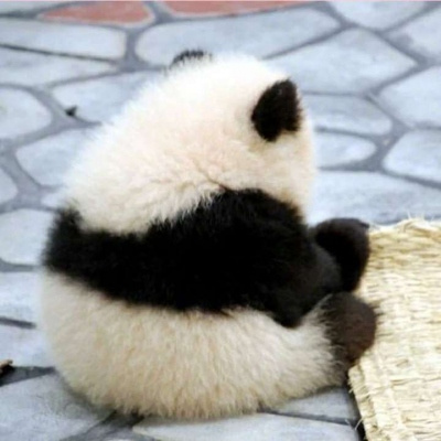 各种姿态的蠢萌搞笑熊猫微信头像 可爱呆萌的熊猫头像图片大全