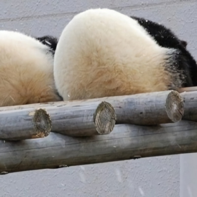 各种姿态的蠢萌搞笑熊猫微信头像 可爱呆萌的熊猫头像图片大全