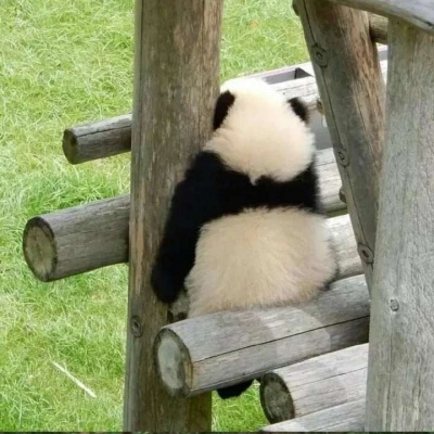 各种姿态的蠢萌搞笑熊猫微信头像 可爱呆萌的熊猫头像图片大全