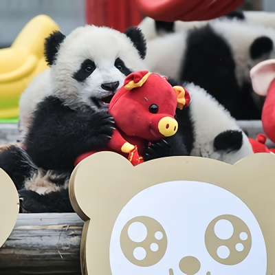 各种姿态的蠢萌搞笑熊猫微信头像 可爱呆萌的熊猫头像图片大全