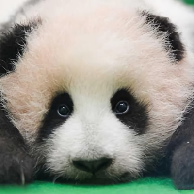 各种姿态的蠢萌搞笑熊猫微信头像 可爱呆萌的熊猫头像图片大全