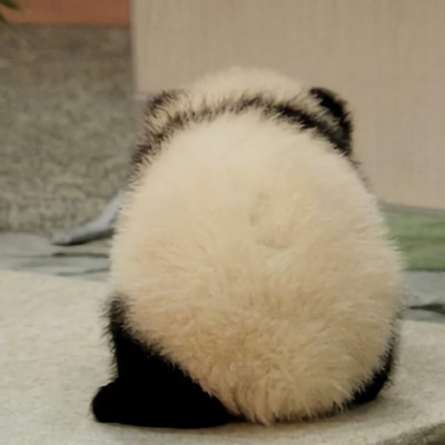 各种姿态的蠢萌搞笑熊猫微信头像 可爱呆萌的熊猫头像图片大全