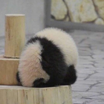 各种姿态的蠢萌搞笑熊猫微信头像 可爱呆萌的熊猫头像图片大全