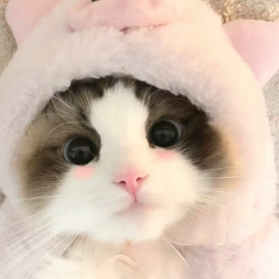 全网最火最新的萌宠头像集 看一眼就会爱上的超治愈可爱猫咪头像