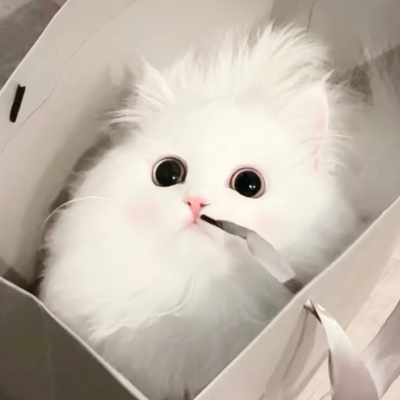 全网最火最新的萌宠头像集 看一眼就会爱上的超治愈可爱猫咪头像