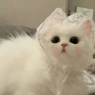 全网最火最新的萌宠头像集 看一眼就会爱上的超治愈可爱猫咪头像